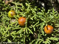 Juniperus thurifera