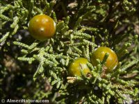 Juniperus turbinata