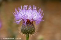 Klasea flavescens
 ssp mucronata