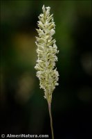 Koeleria filifolia