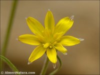 Koelpinia linearis