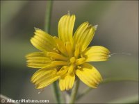 Koelpinia linearis