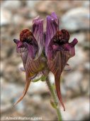 Linaria aeruginea
