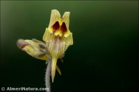 Linaria aeruginea