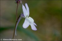 Linaria nigricans