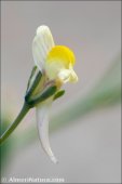 Linaria pedunculata