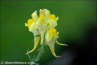 Linaria verticillata