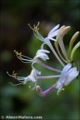 Lonicera periclymenum
 ssp hispanica