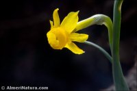 Narcissus gadorensis