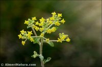 Odontarrhena serpyllifolia