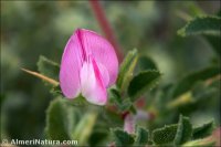 Ononis spinosa subsp. australis