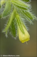 Onosma tricerosperma
 ssp mauretanica