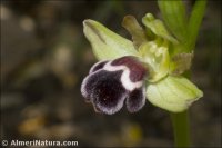 Ophrys fusca
 ssp dyris