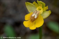 Ophrys lutea