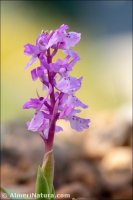 Orchis cabrerensis