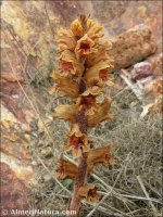 Orobanche austrohispanica