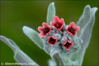 Pardoglossum cheirifolium