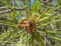 Pinus nigra
 ssp salzmannii