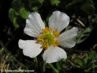 Ranunculus acetosellifolius