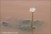 Ranunculus peltatus
 subsp. saniculifolius