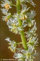 Reseda undata
 ssp leucantha