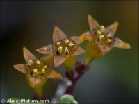 Rhamnus myrtifolia