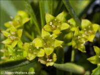 Rhamnus oleoides
 ssp assoana