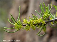 Rhamnus oleoides
 ssp rivasgodayana