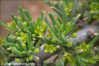 Rhamnus velutina subsp. almeriensis