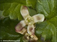 Ribes uva-crispa
 ssp austro-europaeum