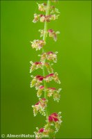 Rumex bucephalophorus subsp. gallicus