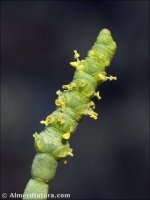 Salicornia hispanica