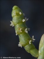 Salicornia hispanica