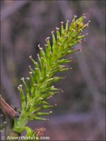 Salix salvifolia