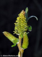 Salix x fragilis