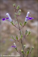 Salvia candelabrum