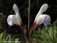 Salvia lavandulifolia
 ssp oxyodon