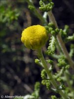 Santolina ericoides