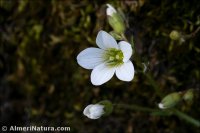 Saxifraga x sorianoi