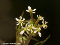 Scandix australis
 ssp microcarpa