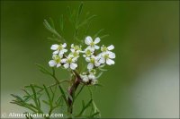 Scandix australis