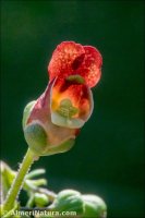 Scrophularia tanacetifolia