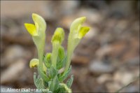 Scutellaria orientalis subsp. hispanica