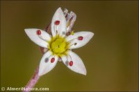 Sedum dasyphyllum
 subsp. glanduliferum