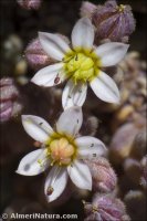 Sedum dasyphyllum
 ssp granatense