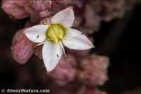 Sedum dasyphyllum
 subsp. glanduliferum