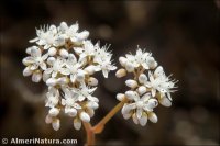 Sedum gypsicola