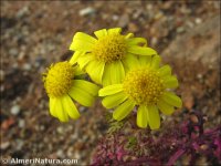 Senecio alboranicus