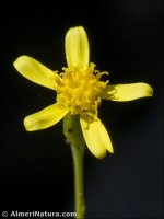 Senecio quinqueradiatus