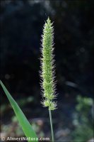 Setaria verticillata